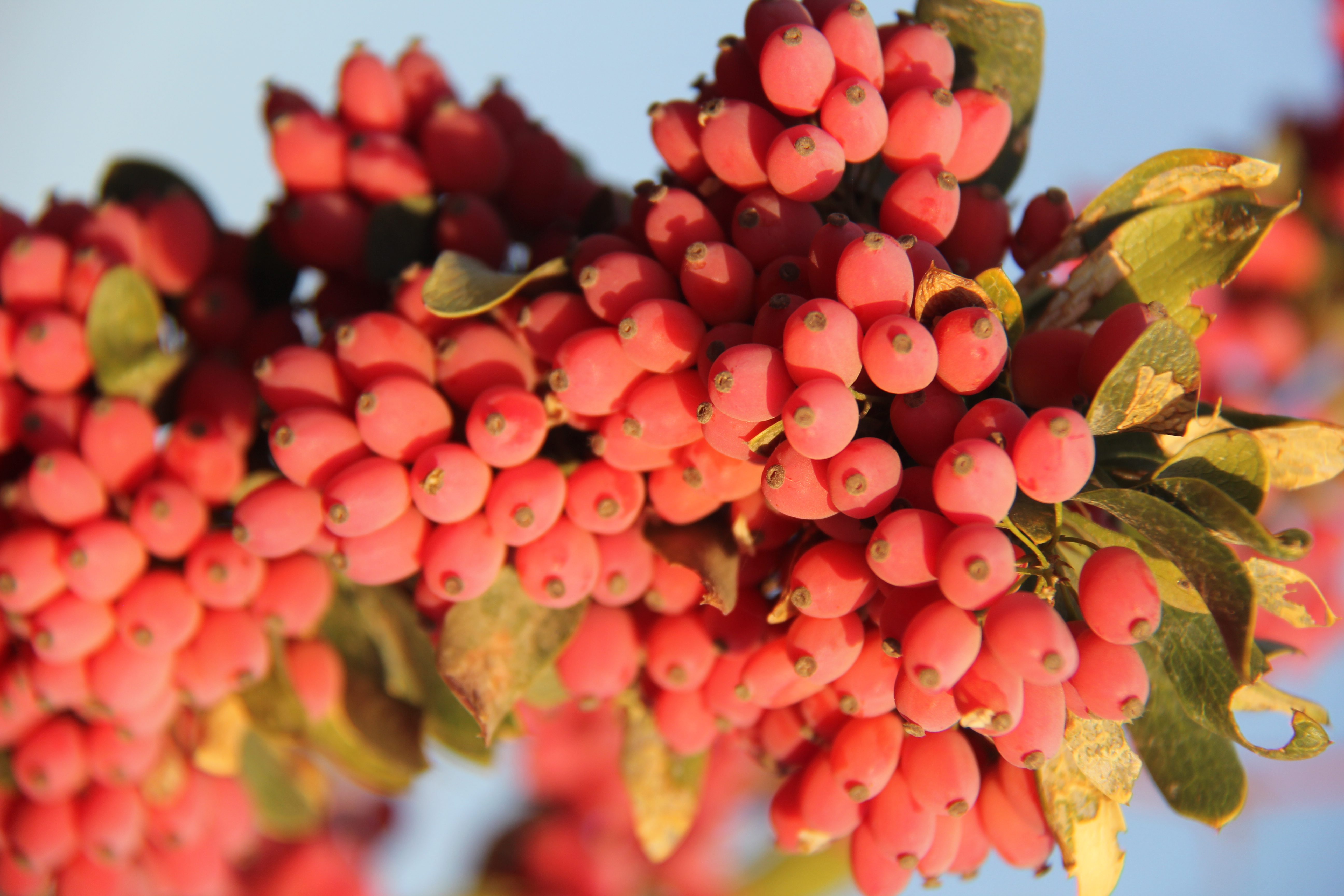 Zereshk (Red Barberries)